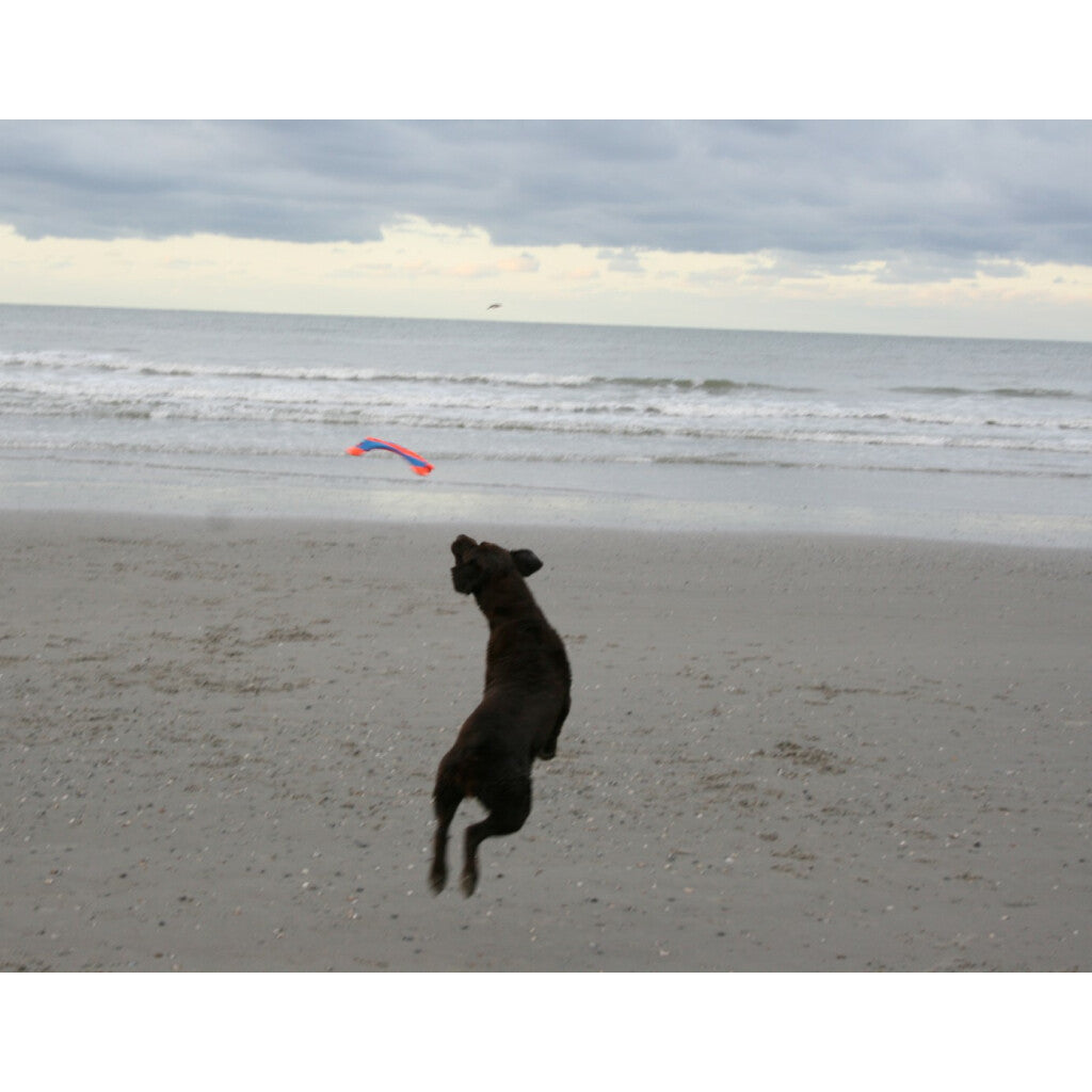 Chuckit! Flying Squirrel M