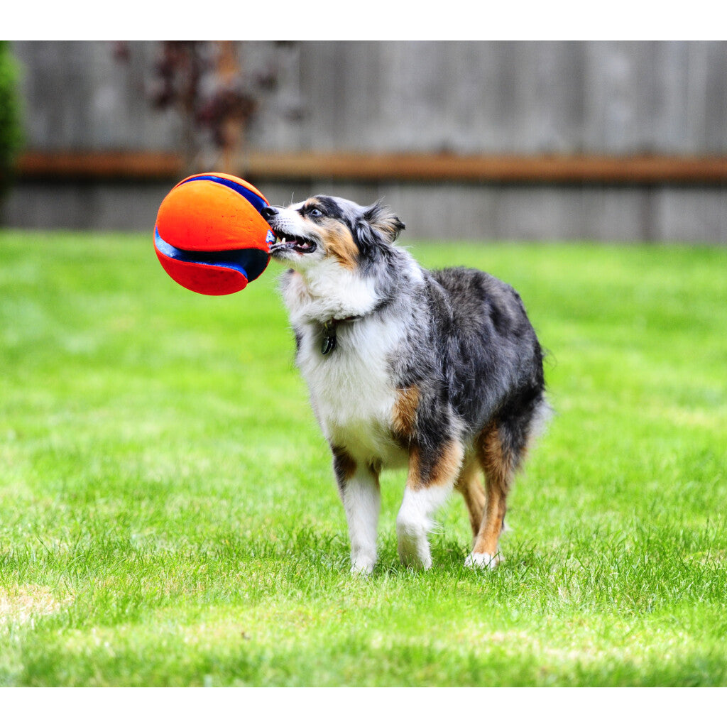 Chuckit! Kick Fetch Dog L