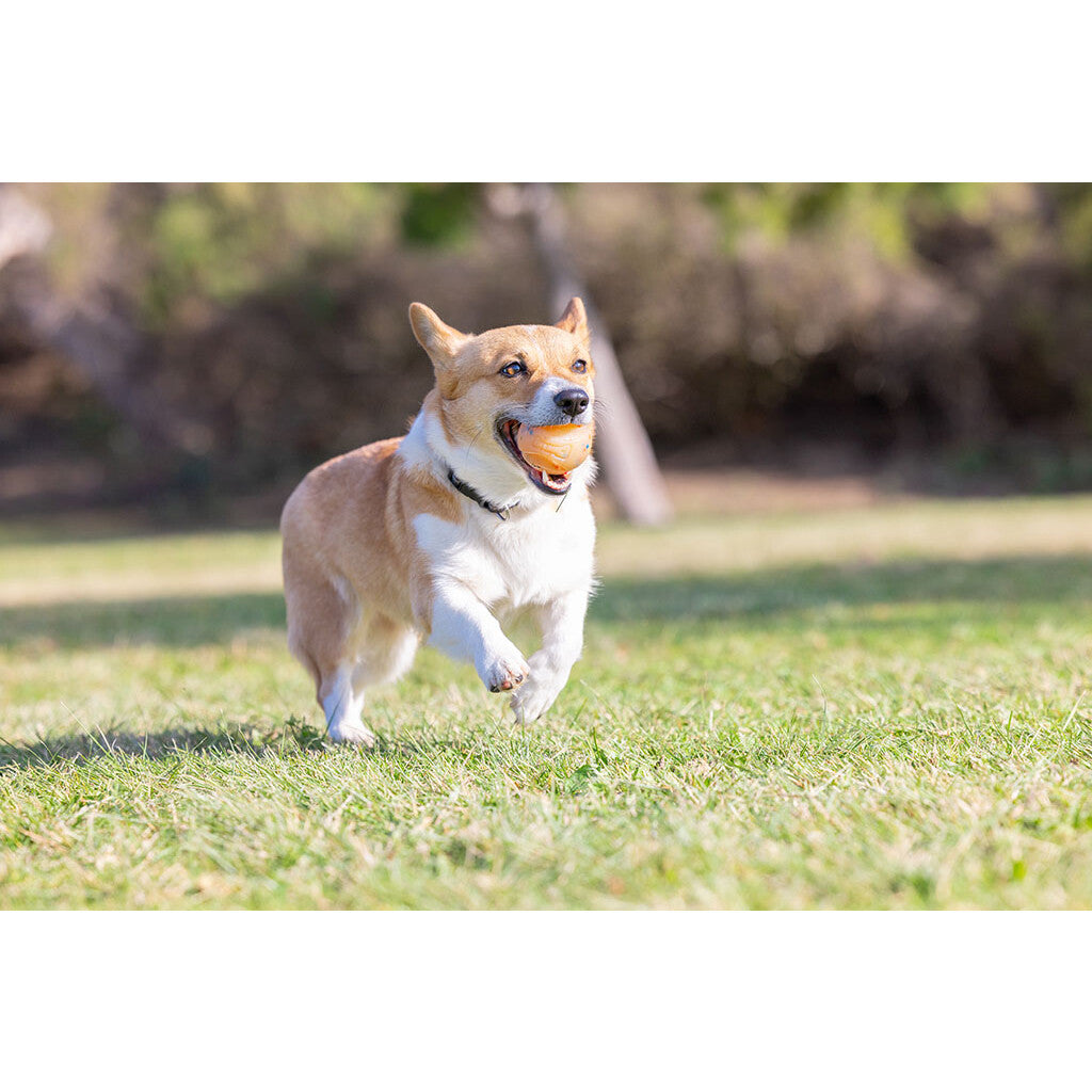 Chuckit! Birthday Fetch Ball M