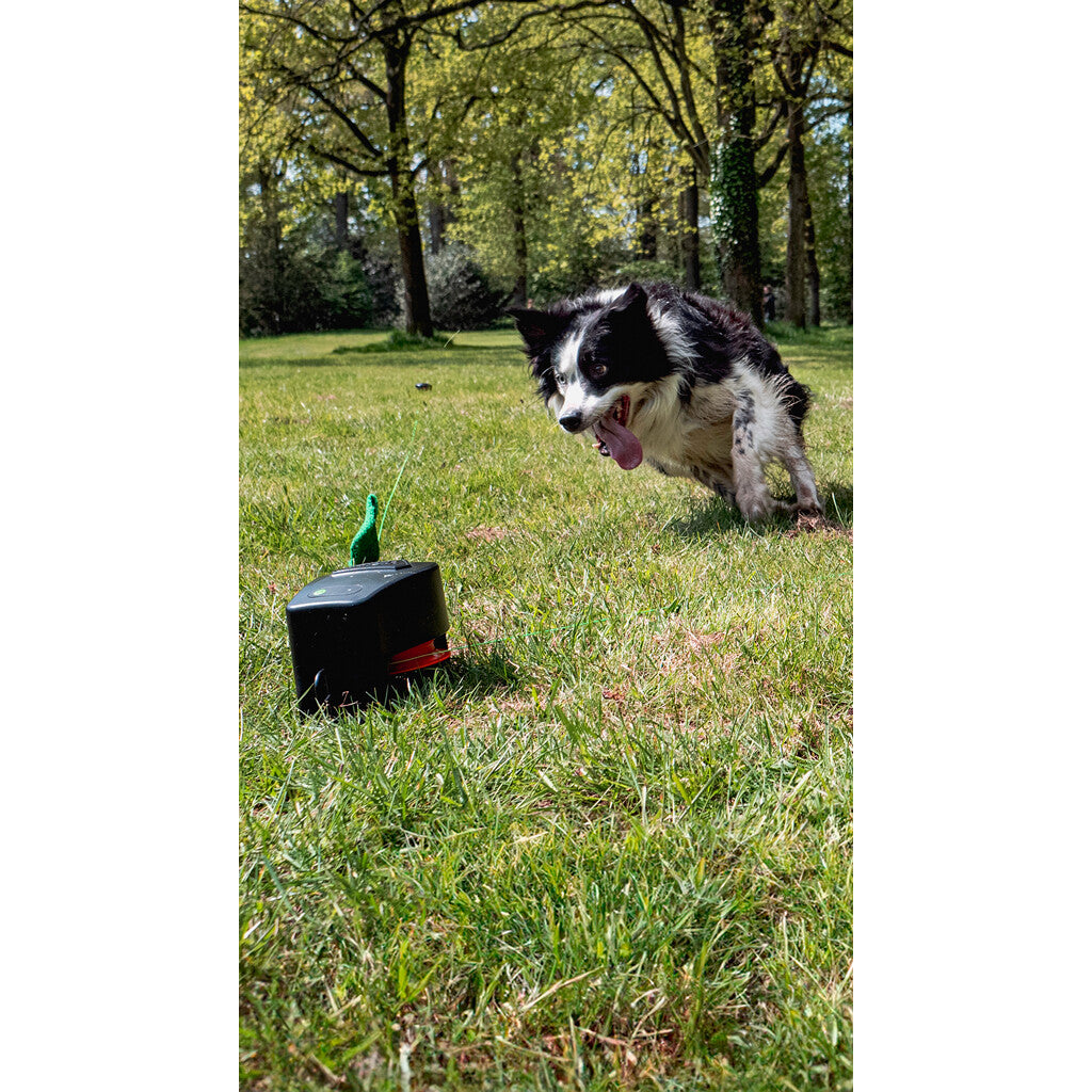 Dog Comets Star Chaser