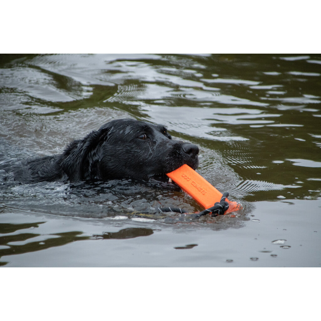 Dog Comets Orion Orange