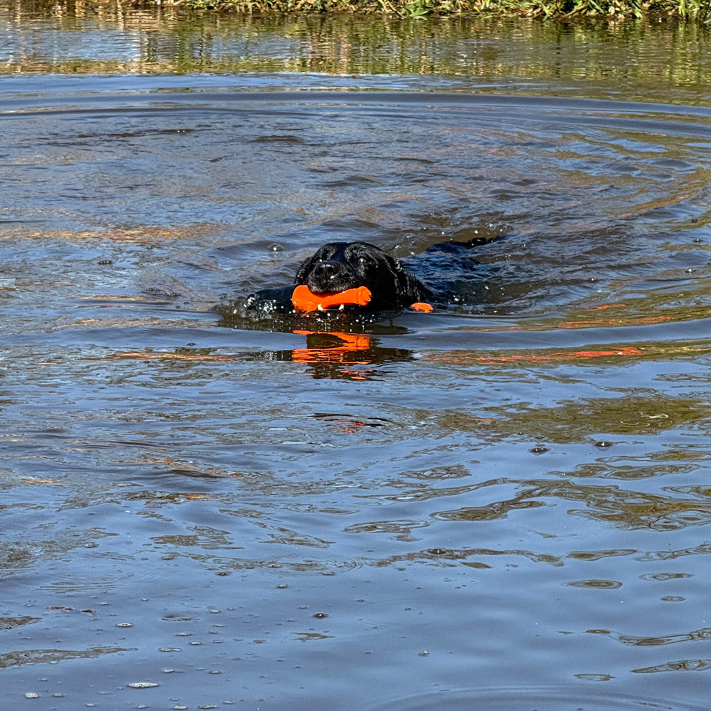 Dog Comets Bobber Grün