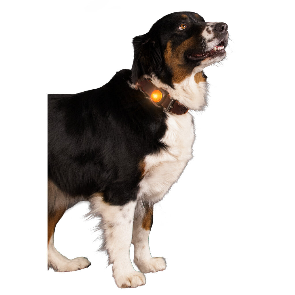 Nightwalk Safety Light Orange