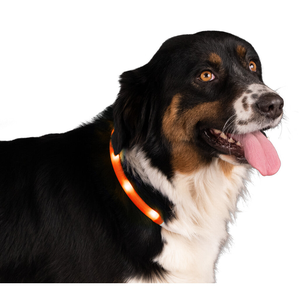 Nightwalk Safety Collar Orange