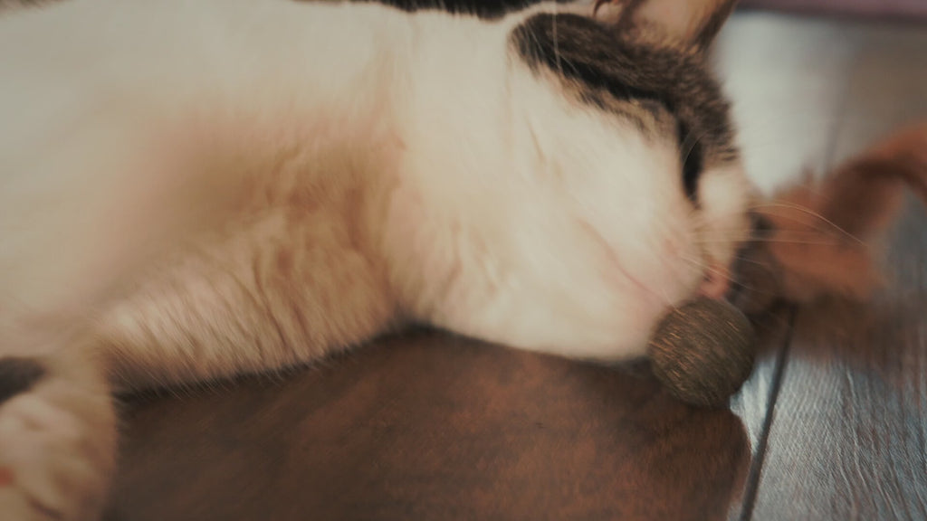 Addicted! Atomium with Ball