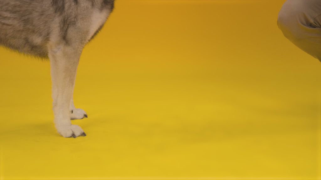 Excellent Pets No-Spill Bowl 800ml Orange M